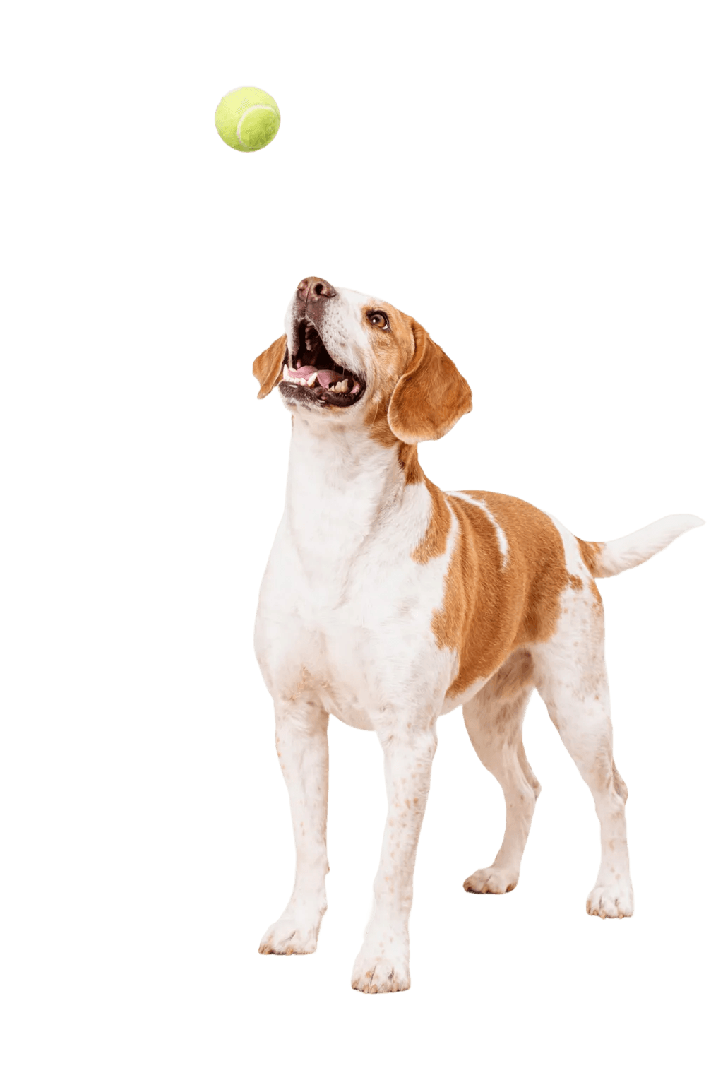 Perro