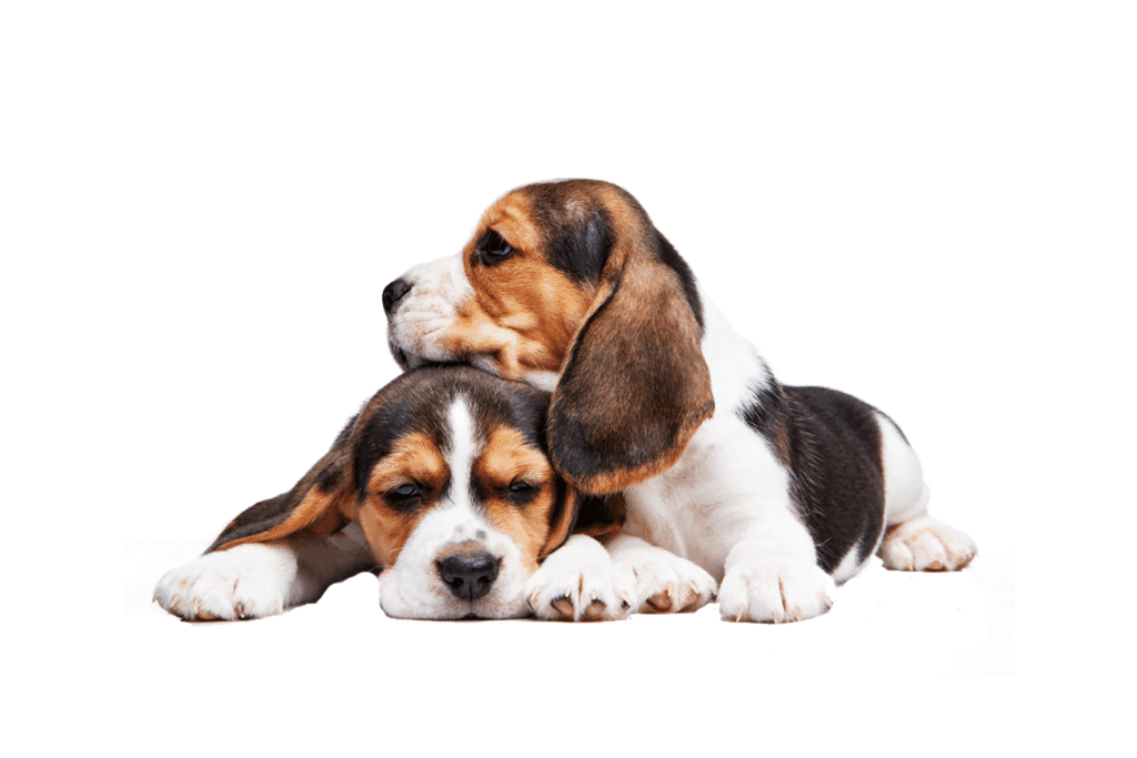 Beagle