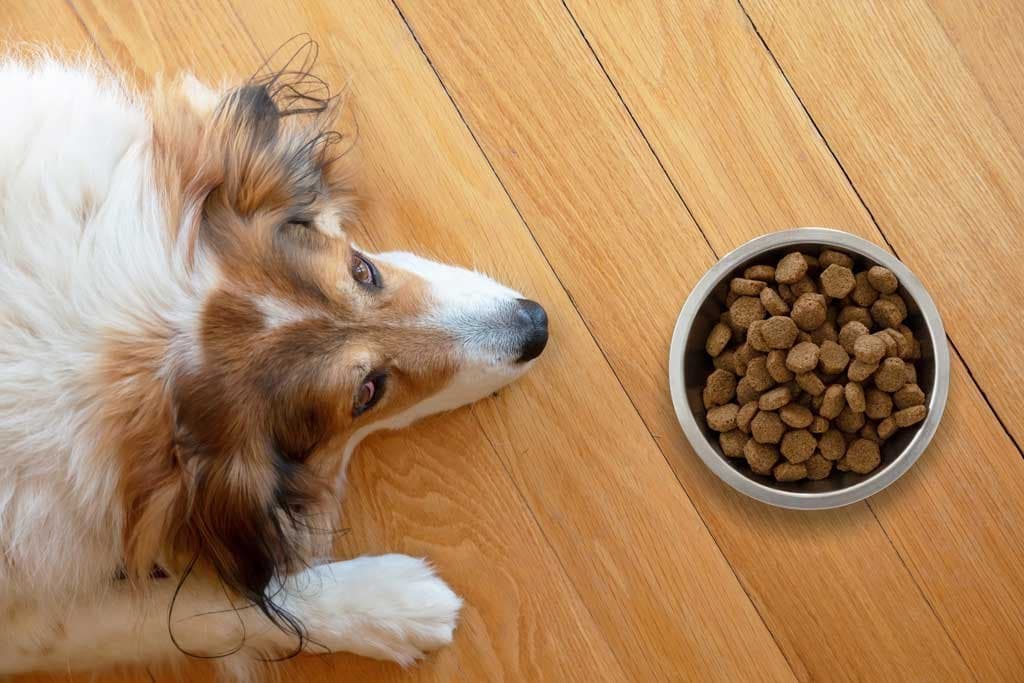 Mi perro no quiere comer