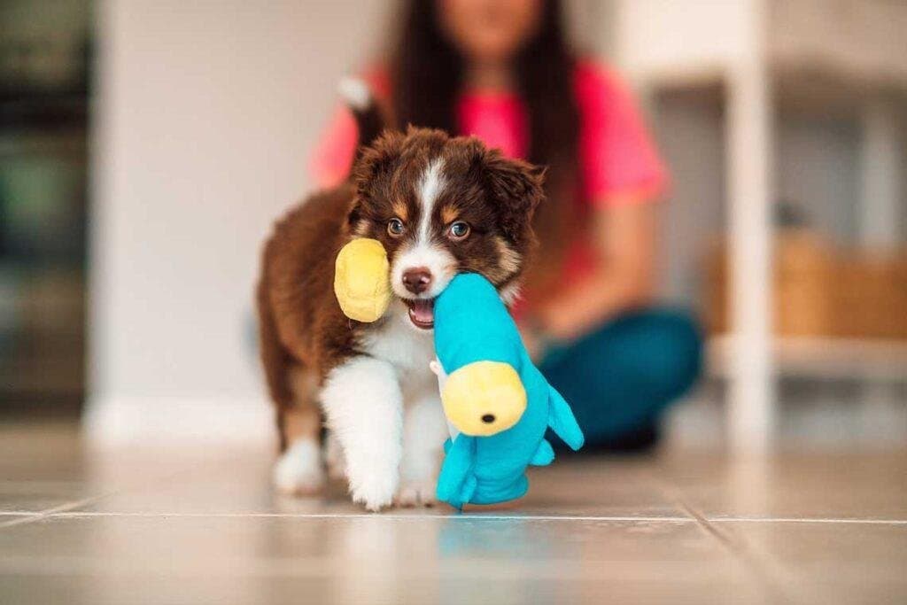 Cómo preparar la casa para la llegada de un cachorro