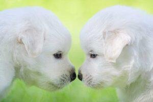 Por que nos gustan tanto los cachorros