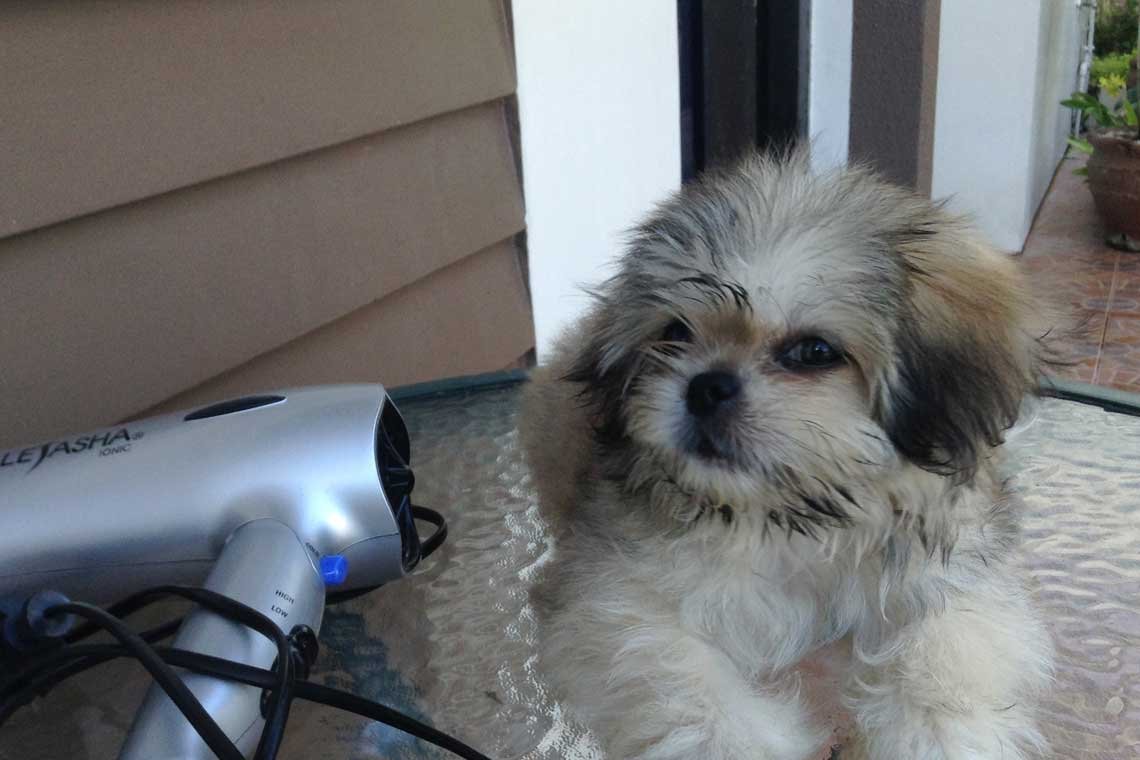 acostumbrar a un perro al secador de pelo
