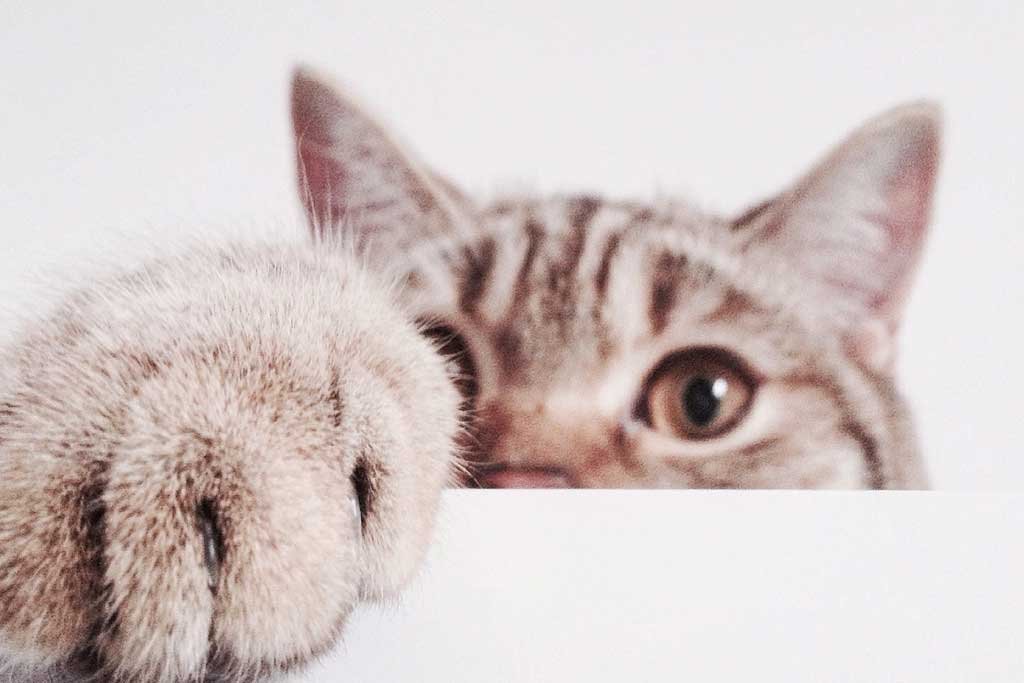 Nombres para gatos en ingles