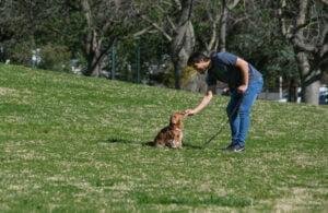 porque no dar premios perro cerca de otros perros