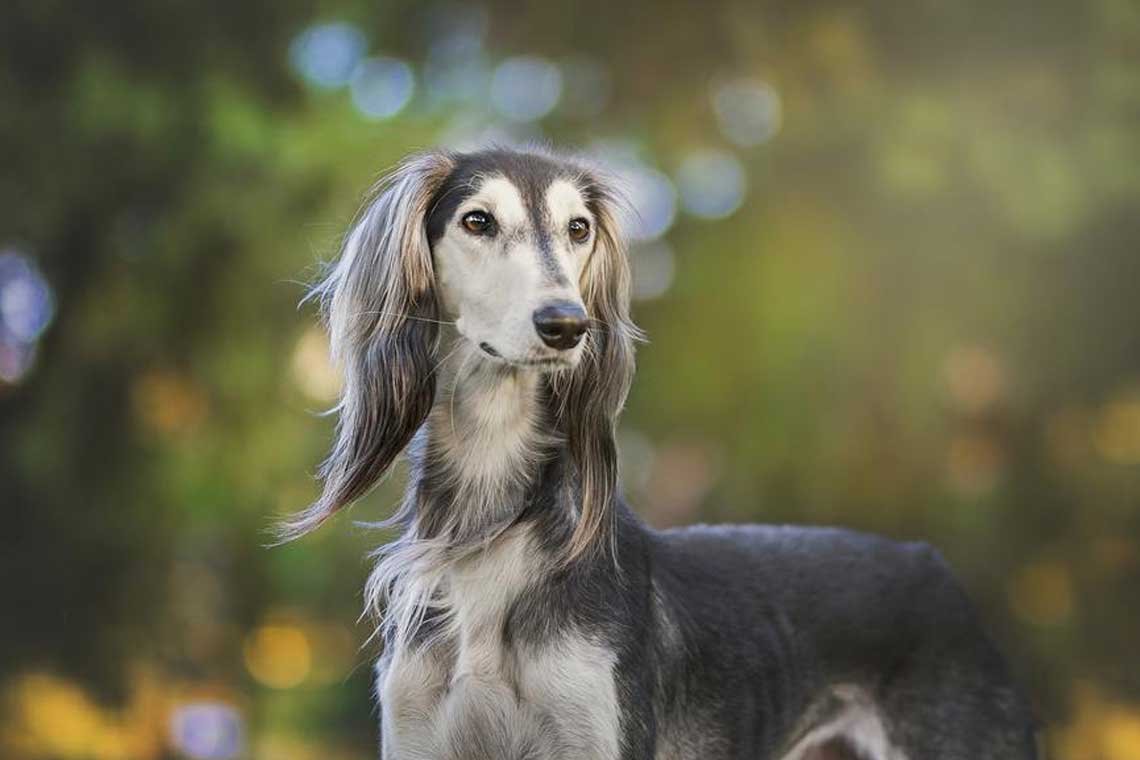 razas de perros africanos